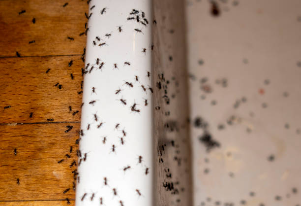 Best Bed Bug Extermination  in Cypress Gardens, FL