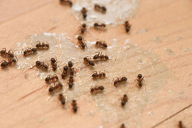 Best Cockroach Control Services  in Cypress Gardens, FL